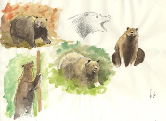Fred Simon - Popotka le petit sioux, croquis d'ours

