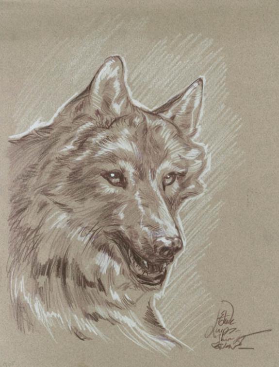 Gwendal Lemercier - Étude loup inédit
